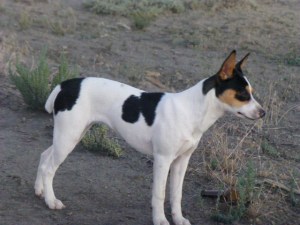 Madame Mustache - "Maddie"