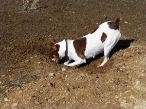 Em hunting for mice.