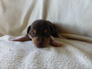 Jake - male pup SOLD