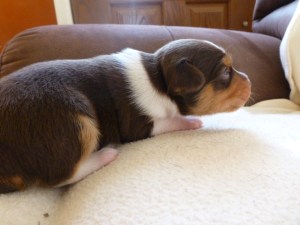 Monte - male pup SOLD