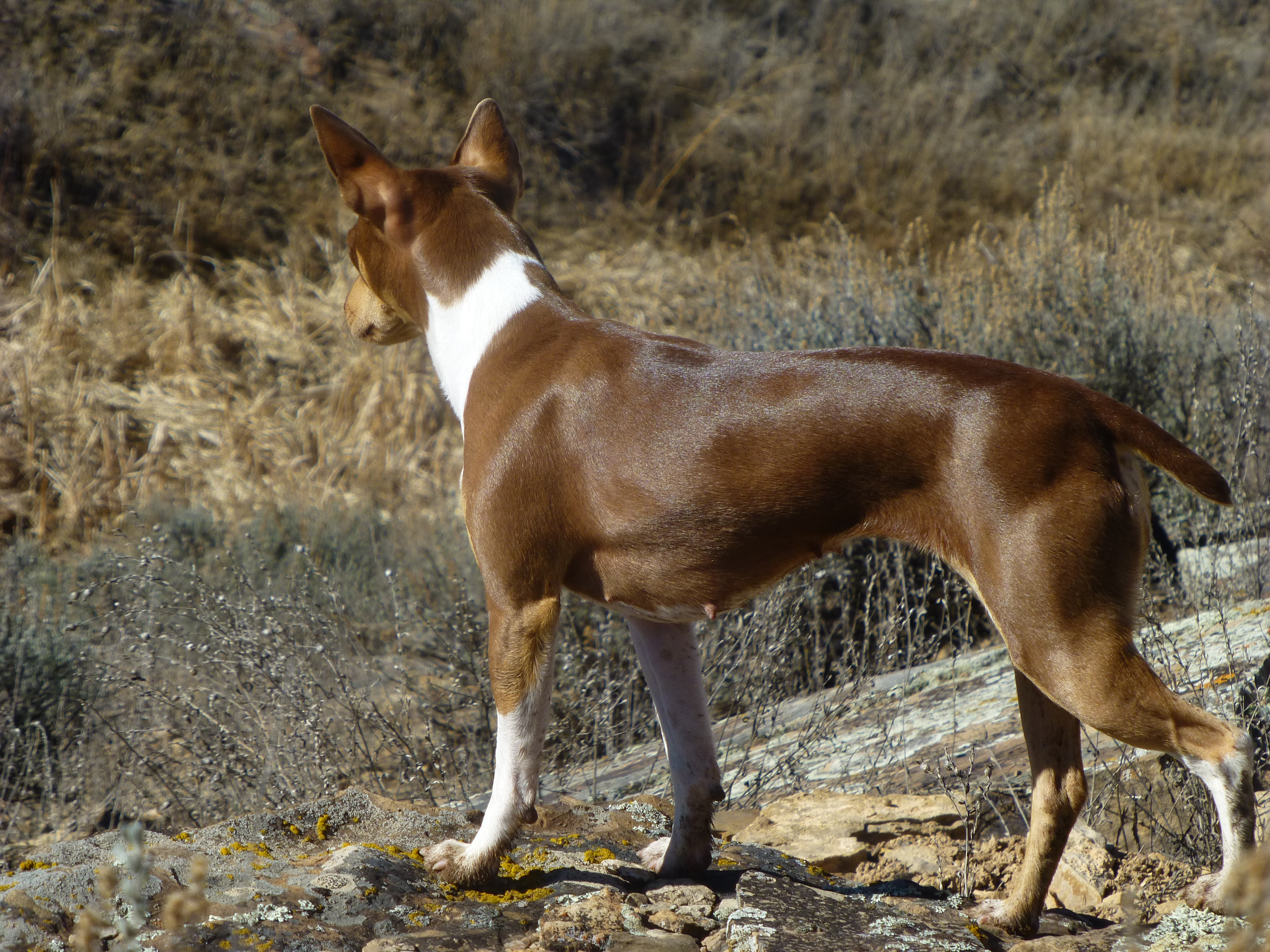Rat Race’s Sammie I Am – Rat Race Rat Terriers