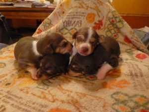 Joy (f), Jeremiah (m), Jericho (m), Jasher (f)