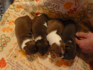 Joy (f), Jeremiah (m), Jericho (m), Jasher (f)