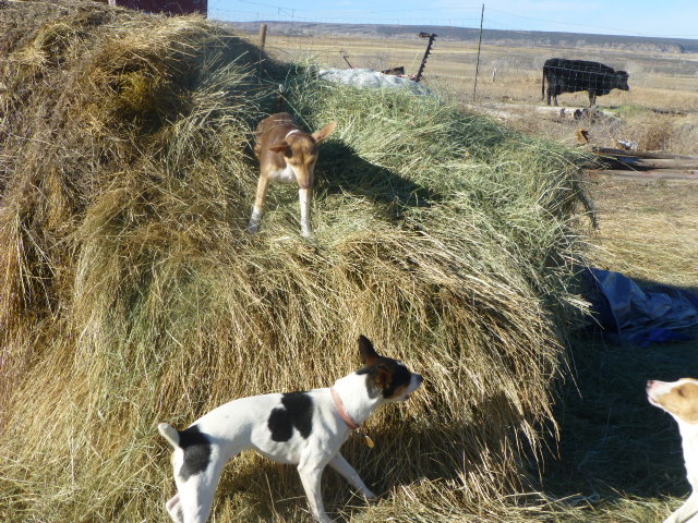Typical morning – hay bale&nbsp;romp