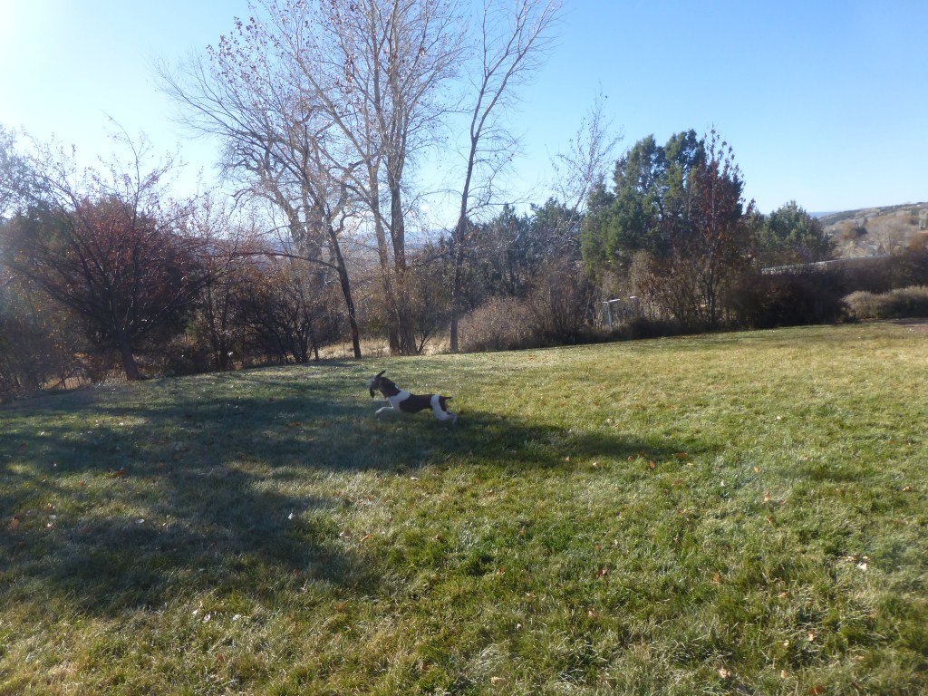 Chance running with the bunny